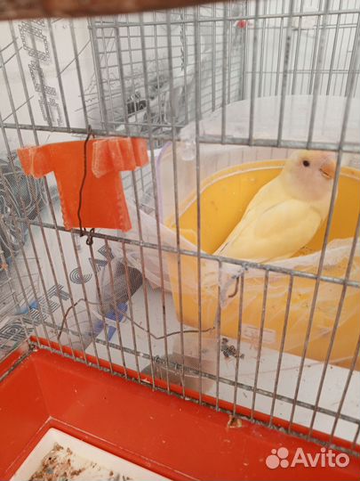 Попугаи неразлучники