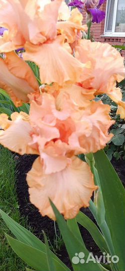 Ирисы бородатые сортовые