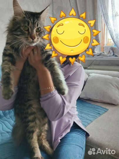 Кот мейн-кун
