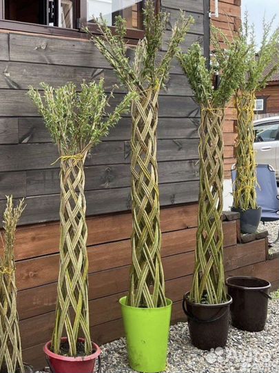 Сибирская пальма из ивы