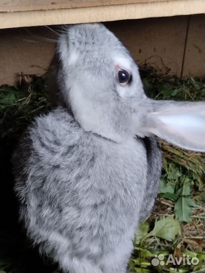Кролики мясных пород великаны
