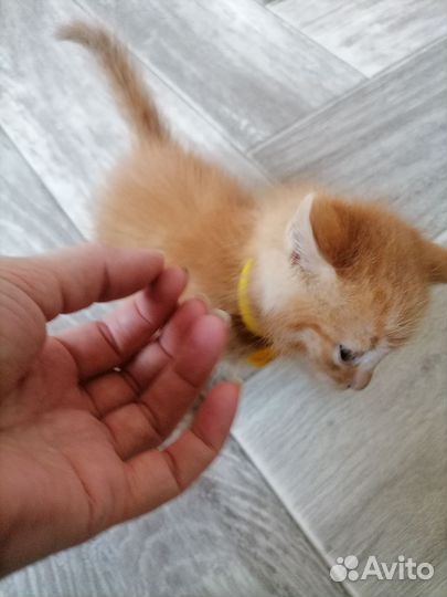 Котятки в добрые руки
