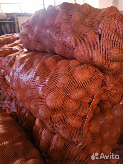 Продам картофель сорт гала