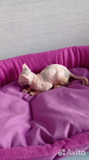 Котëнок Агнесса