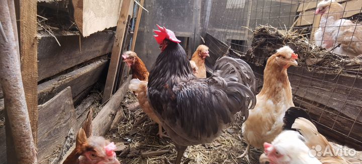 Куры несушки