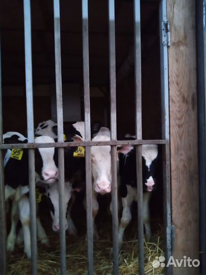 Телята на откорм