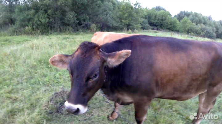 Телка (Швиц-Джерси)