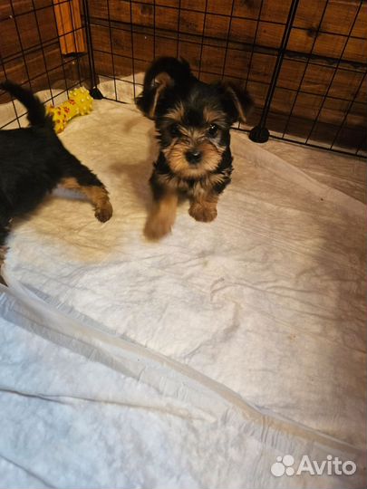 Йоркширский терьер