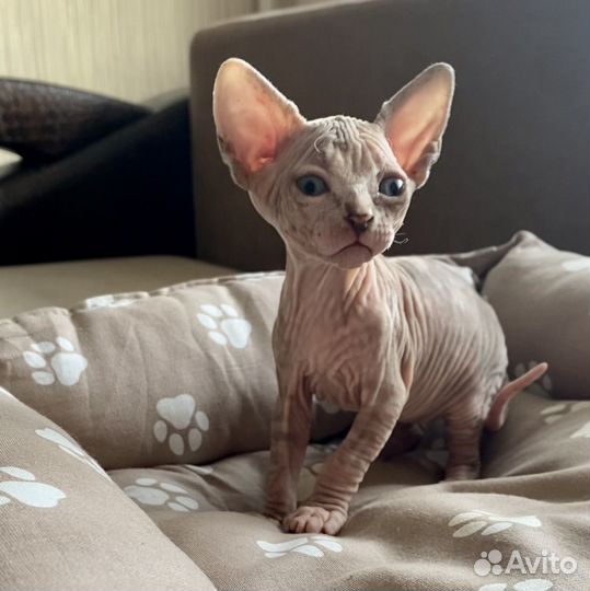 Кошечка для Вас