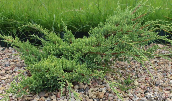Можжевельник чешуйчатый Холгер, саженцы