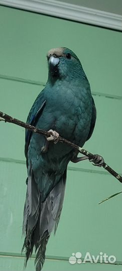 Попугай какарик