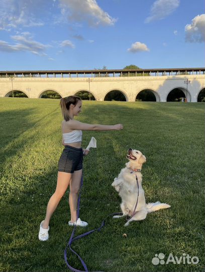 Выгулы Догситтер передержка собак догняня ВДНХ