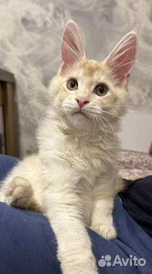 Котята породы Мейн-кун