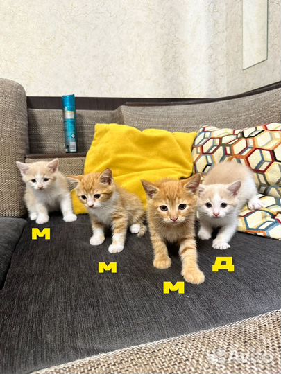 Котята в добрые руки
