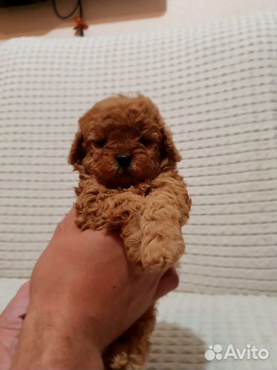 Мальтипу micro тедди