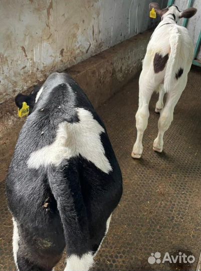 О Телята бычки и тёлки