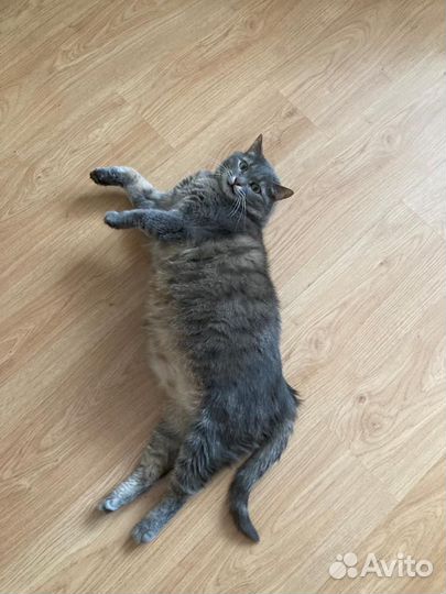 Кошка в дар бесплатно