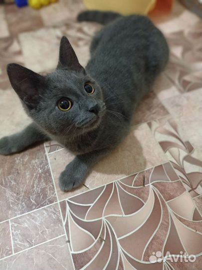 Британские котята