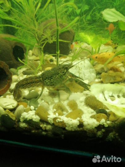 Аквариумные рыбки