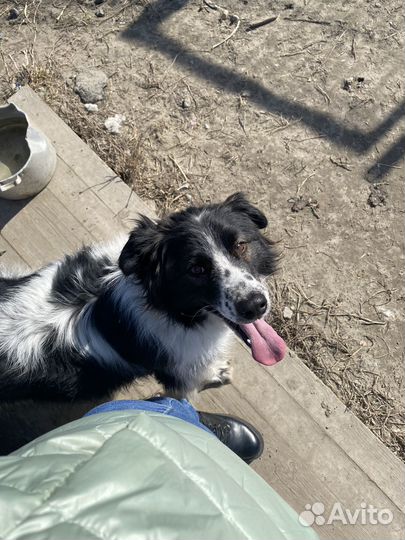 Собака в добрые руки