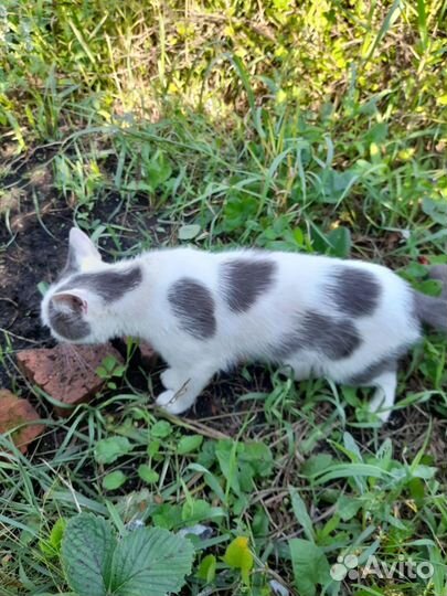 Котика выбросили в СНТ Полет 3