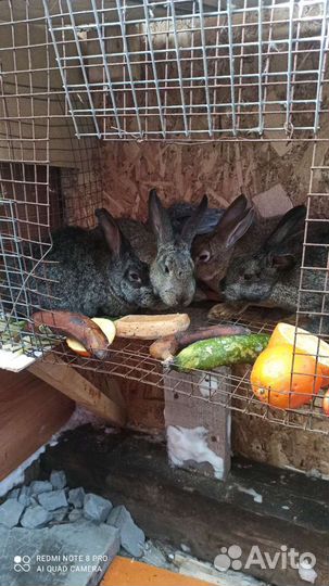 Продам кролика