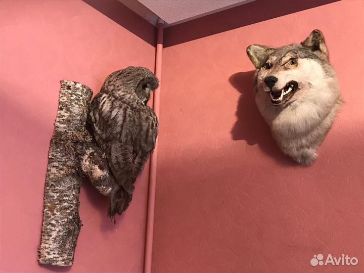 Чучела животных