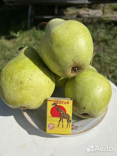 Черенки для прививки из беларуси