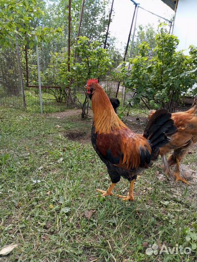 Молодые петухи