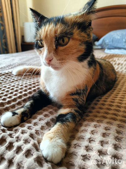 Кошка Майя ищет дом
