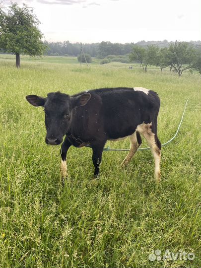 Телка 7 мес