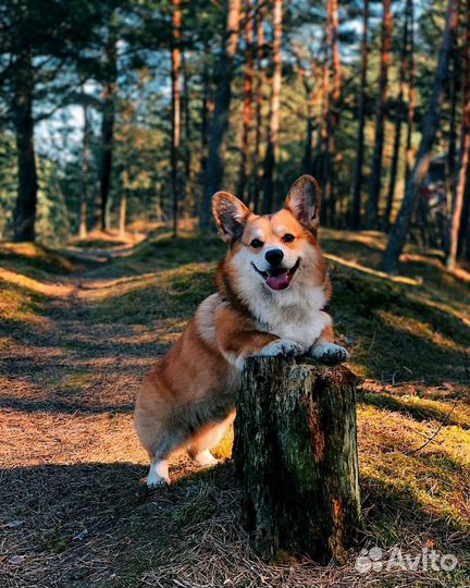 Передержка собак