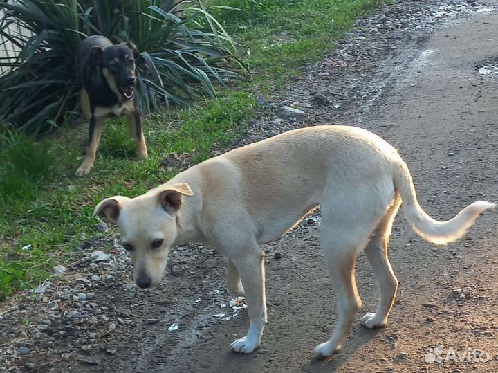 Собака во двор