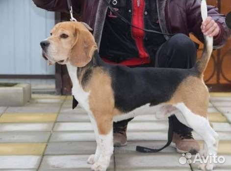 Щенки (девочки и мальчик )