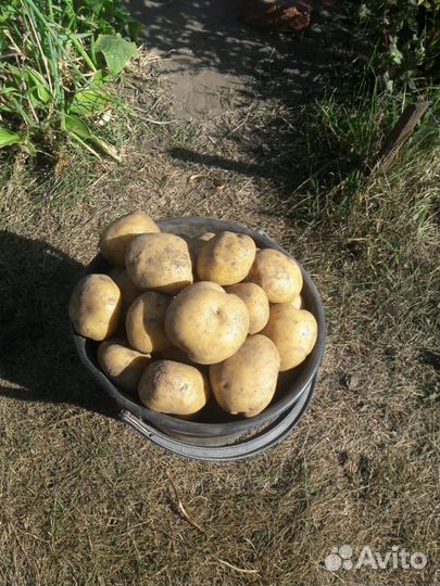 Картофель деревенский
