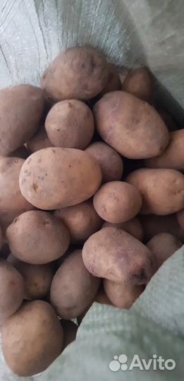 Картофель домашний