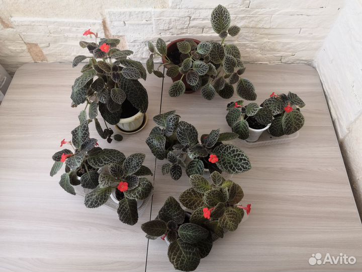 Комнатные цветы