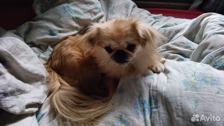 Вязка девочки собак