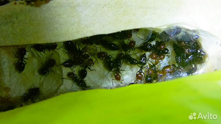 Муравьи Crematogaster scutellaris из Испании