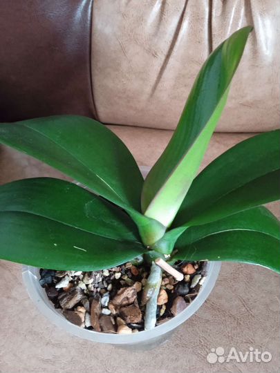 Орхидея фаленопсис OX Honey или Сорренто