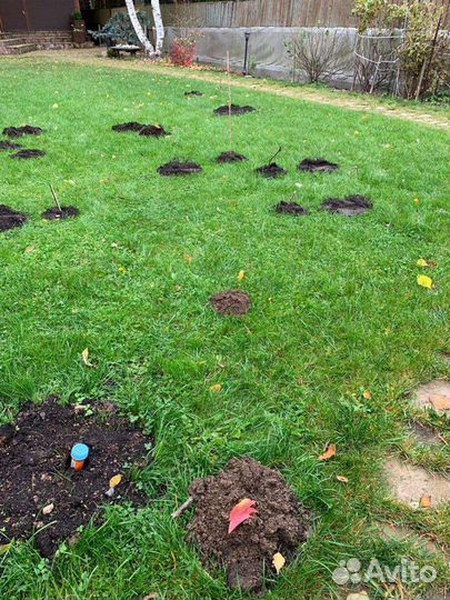 Уничтожение клопов тараканов борщевика плесени