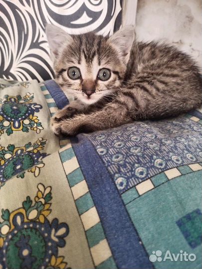 Котенок