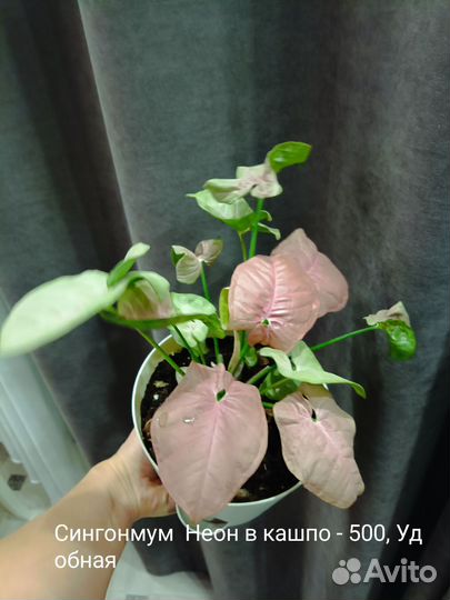 Сингониум неон