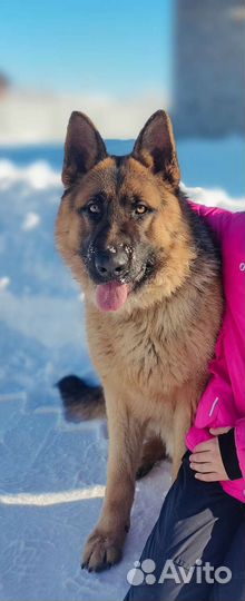 Случка немецкая овчарка