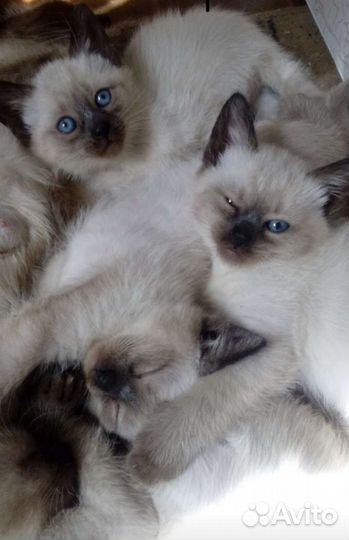 Котята сиамские