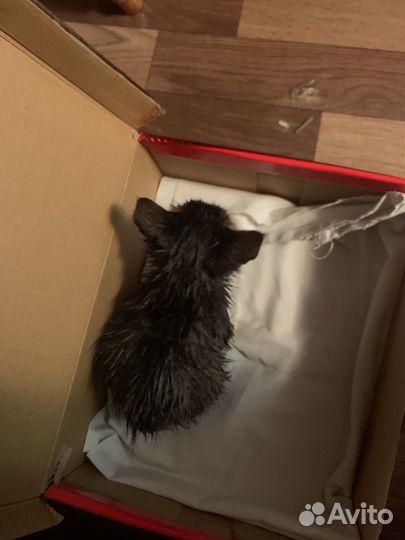 Котята в добрые руки даром