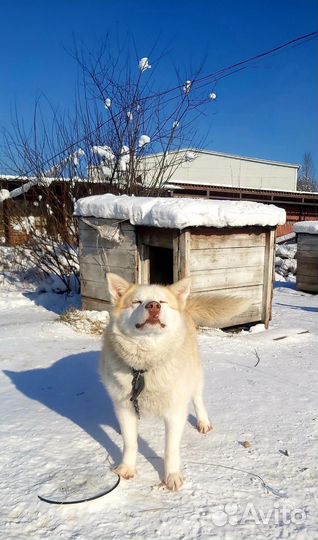 Собака Пушинка девочка