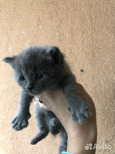 Котята ищут дом