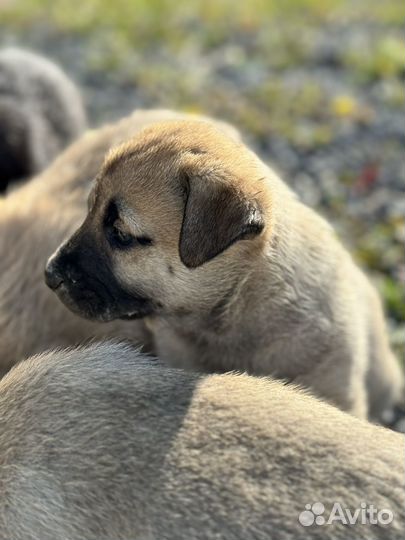 Щенок в добрые руки бесплатно