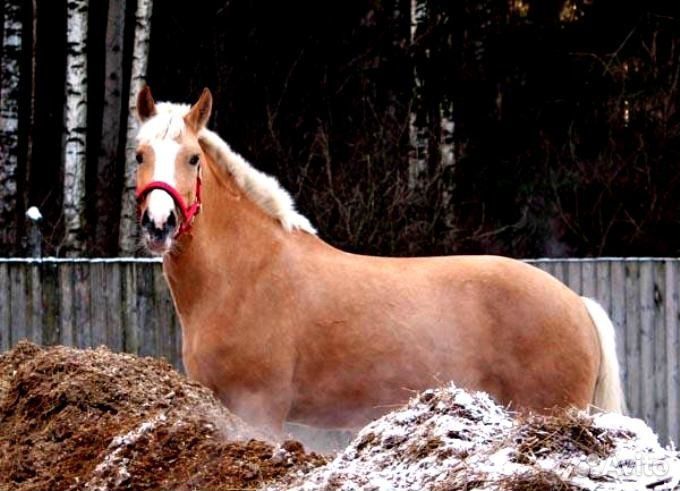 Навоз конский